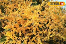 Mango Cultivation: ডিসেম্বরের যত্নেই লুকিয়ে গাছ ভর্তি আমের রহস্য! একলাফে বাড়বে ফলন, শুধু জানতে হবে সঠিক পদ্ধতি