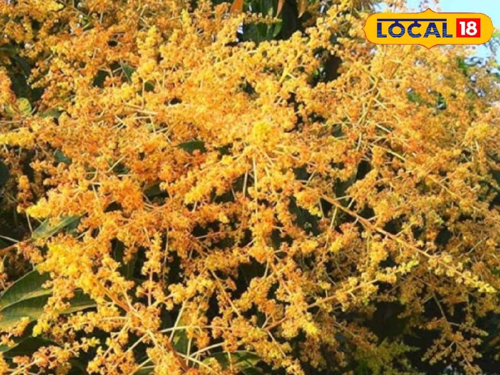 ডিসেম্বরের যত্নেই লুকিয়ে গাছ ভর্তি আমের রহস্য! শুধু জানতে হবে সঠিক পদ্ধতি ডিসেম্বরের যত্নেই লুকিয়ে গাছ ভর্তি আমের রহস্য! শুধু জানতে হবে সঠিক পদ্ধতি