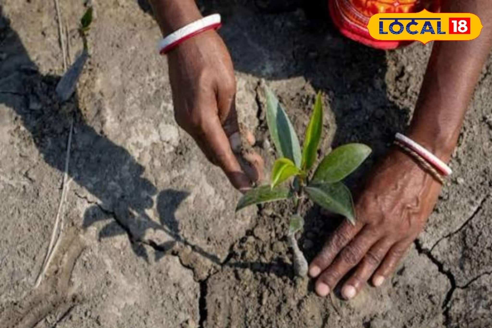 একঢিলে দুই পাখি! সুন্দরবনে এল ম্যানগ্রোভ রোপন মরশুম, প্রকৃতি বাঁচিয়ে বিকল্প জীবিকা একঢিলে দুই পাখি! সুন্দরবনে এল ম্যানগ্রোভ রোপন মরশুম, প্রকৃতি বাঁচিয়ে বিকল্প জীবিকা