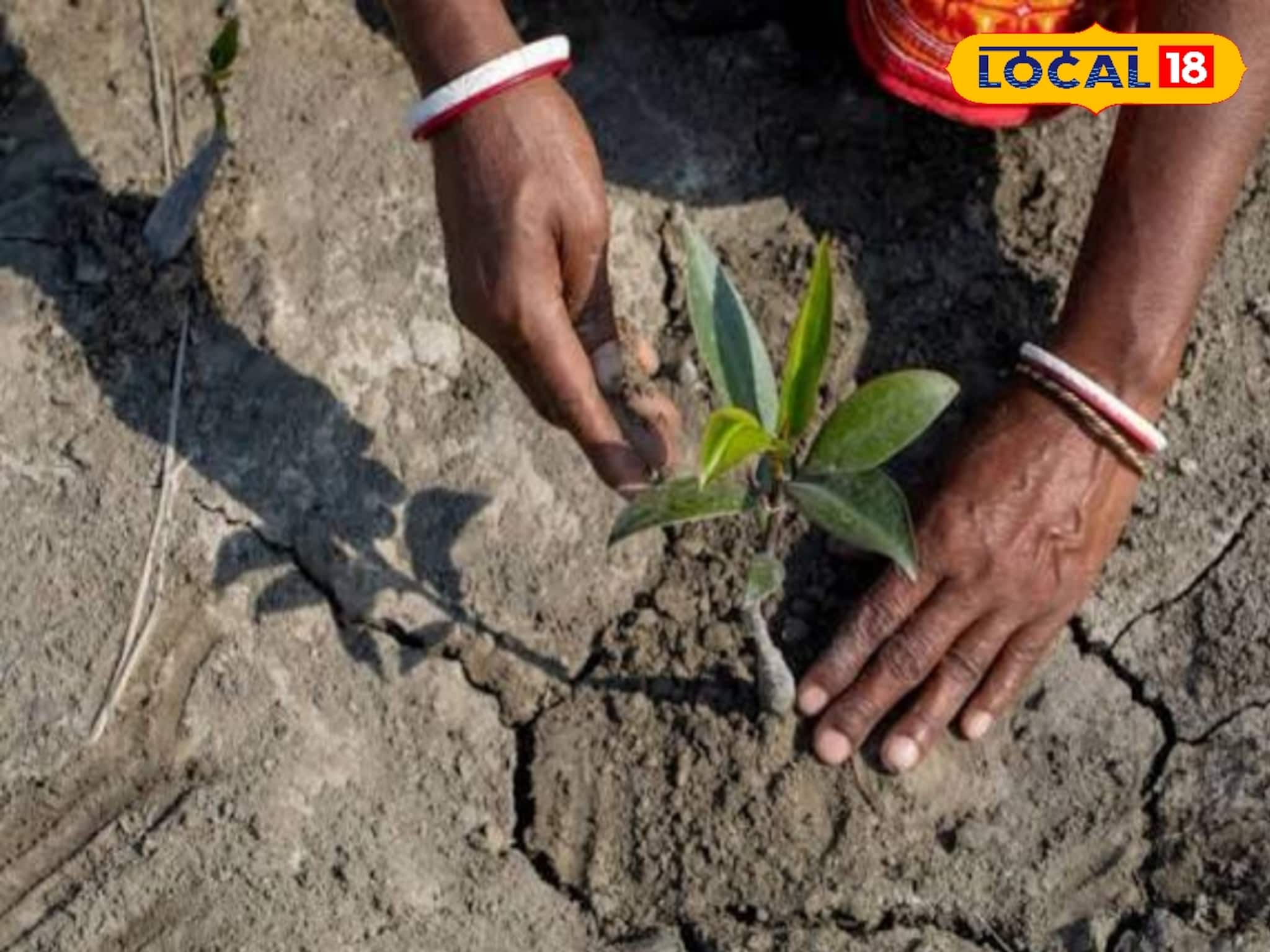 একঢিলে দুই পাখি! সুন্দরবনে এল ম্যানগ্রোভ রোপন মরশুম, প্রকৃতি বাঁচিয়ে বিকল্প জীবিকা