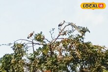 Migrant Birds: শীতের অতিথিদের আনাগোনা শুরু! কেলেঘাই নদীর চর যেন পরিযায়ী পাখিদের স্বর্গরাজ্য, বাড়ি বসেই উপভোগ করুণ সেই দৃশ্য