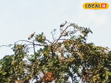 কেলেঘাই