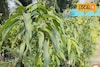 বাড়িতে লাগিয়ে ফেলুন এই গাছ! আয় দেবে লক্ষাধিক টাকা
