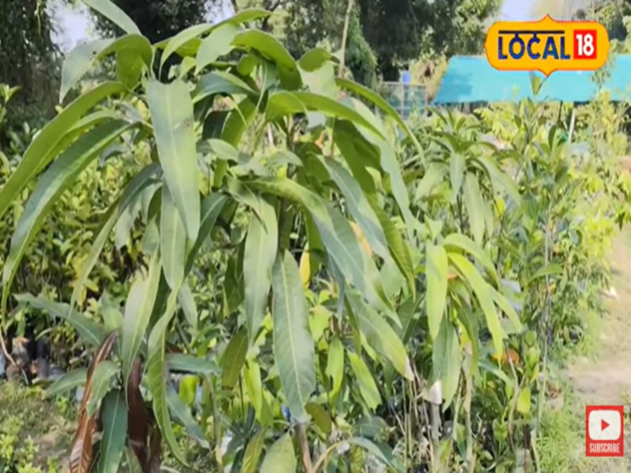 Money Making Ideas: বাড়িতে লাগিয়ে ফেলুন এই গাছ! আয় দেবে লক্ষাধিক টাকা