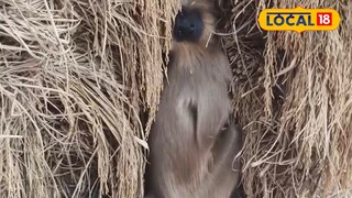 প্রসব যন্ত্রণায় ছটফট করছে হনুমান প্রসব যন্ত্রণায় ছটফট করছে হনুমান