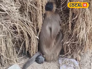 প্রসব যন্ত্রণায় ছটফট করছে হনুমান