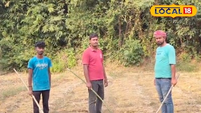 বুনো শুয়োরের উপদ্রপ