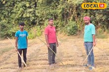 Wild Boar Menace: সন্ধে নামতেই জমিতে দাপাদাপি! বিঘার পর বিঘা ফসল খেয়ে সাবাড়, বুনো শুয়োরের তাণ্ডবে অতিষ্ঠ ভরতপুরের চাষিরা