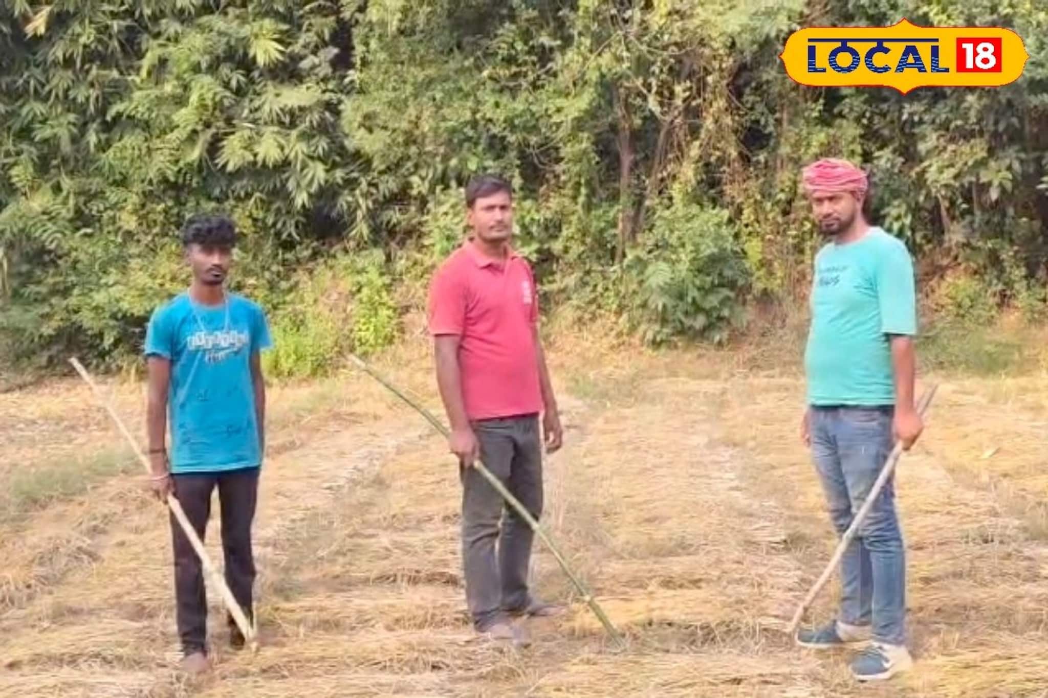 সন্ধে নামতেই জমিতে দাপাদাপি! বিঘার পর বিঘা ফসল খেয়ে সাবাড় দিচ্ছে বুনো শুয়োর