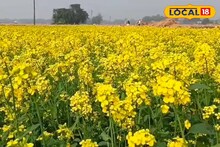 Mustard Cultivation: ফসল তো নয় যেন টাকার খনি! সহজ পদ্ধতিতে সরষে চাষ করে দু'হাতে কামাচ্ছেন কৃষকরা, ১-২ হাজার খরচে লাভ হচ্ছে ৩০-৩৫ হাজার টাকা