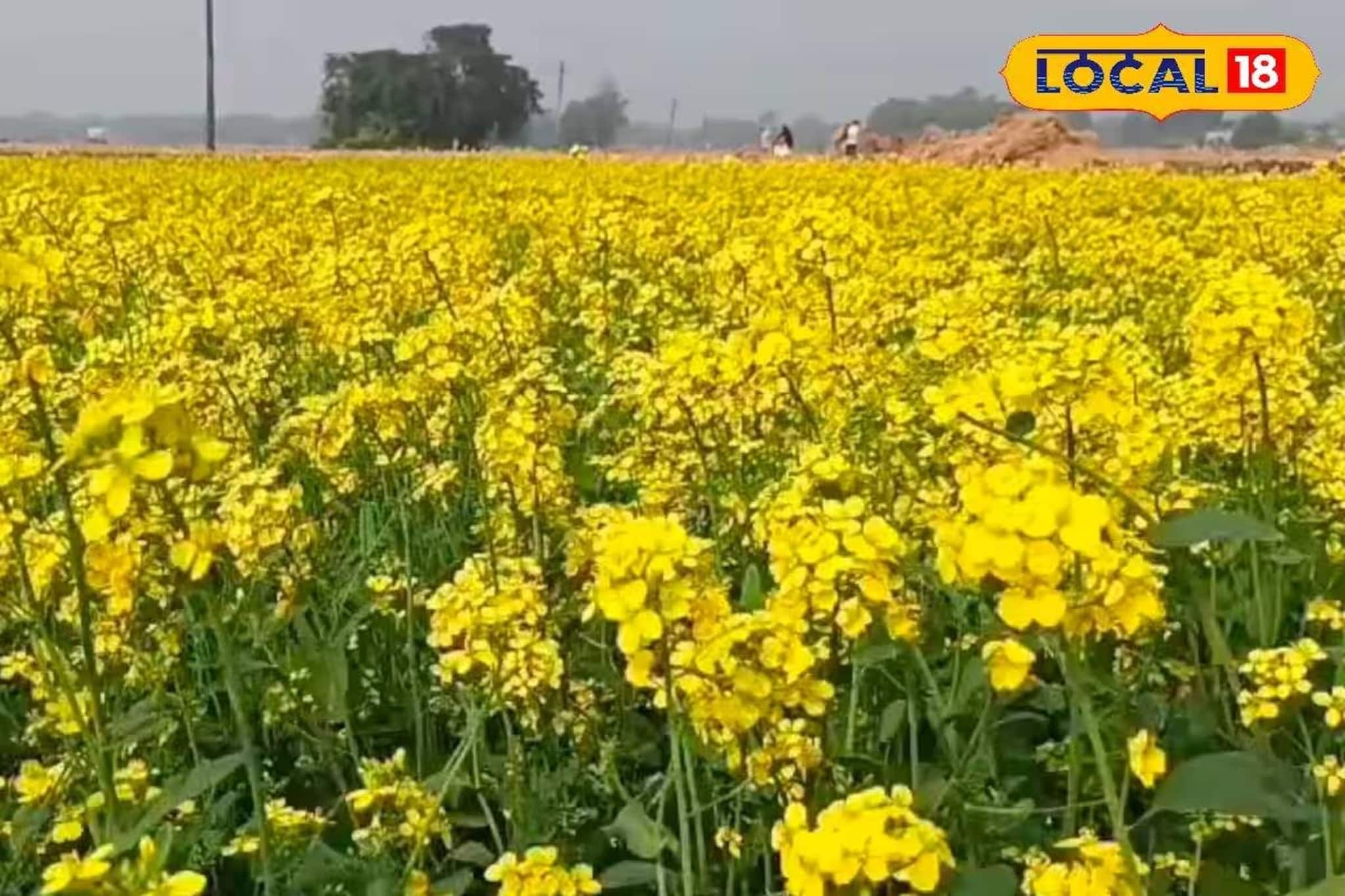 ফসল তো নয় যেন টাকার খনি! সহজ পদ্ধতিতে সরষে চাষ করে দু'হাতে কামাচ্ছেন কৃষকরা ফসল তো নয় যেন টাকার খনি! সহজ পদ্ধতিতে সরষে চাষ করে দু'হাতে কামাচ্ছেন কৃষকরা