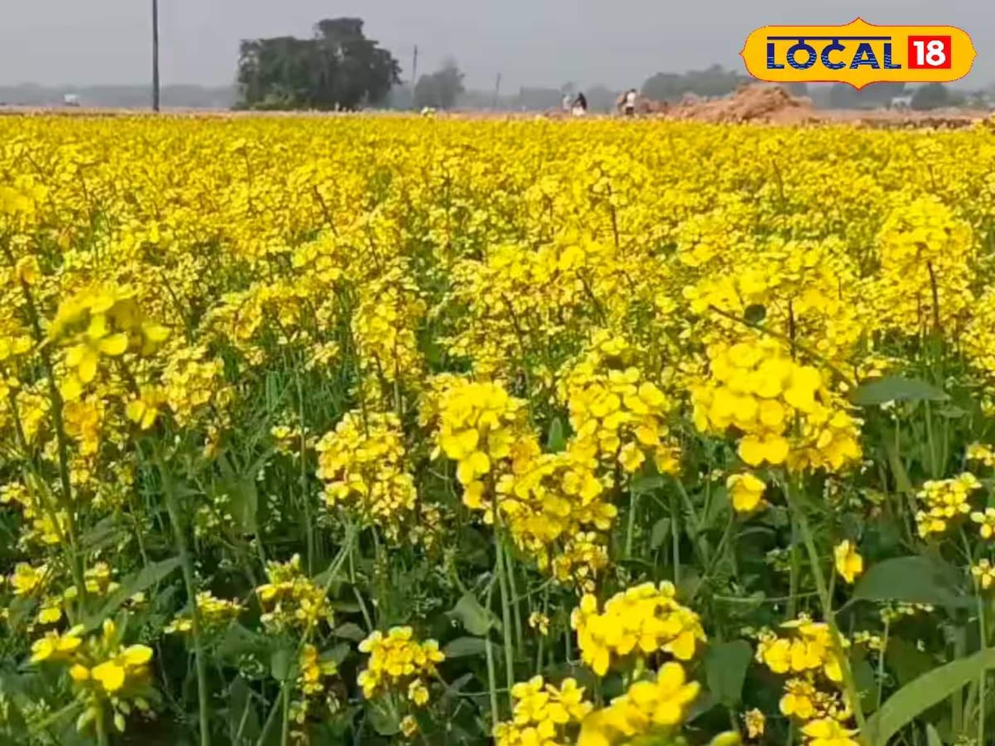 ফসল তো নয় যেন টাকার খনি! সহজ পদ্ধতিতে সরষে চাষ করে দু'হাতে কামাচ্ছেন কৃষকরা ফসল তো নয় যেন টাকার খনি! সহজ পদ্ধতিতে সরষে চাষ করে দু'হাতে কামাচ্ছেন কৃষকরা