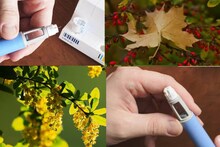 Explainer: Nature's Ozempic: পাওয়া যায় একাধিক গাছপালায়! ওজন কমাতে অব্যর্থ ‘বারবারিন’ হল প্রাকৃতিক Ozempic! রোগা হলেও খাওয়া কতটা নিরাপদ, জানুন বিশেষজ্ঞের মত