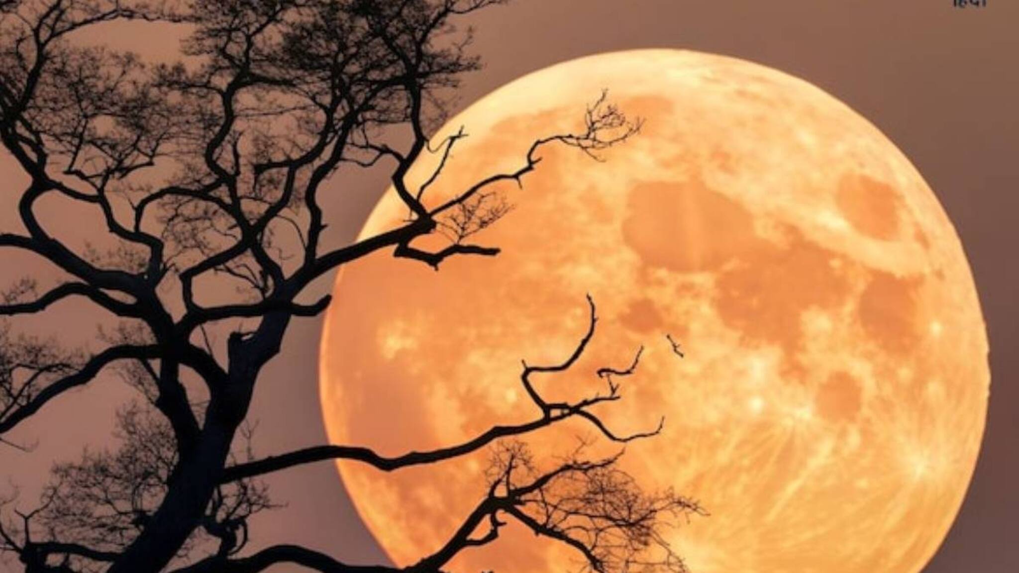 Last Supermoon in 2025: আজ সন্ধ্যায় সুপারমুন! ‘শীতল চন্দ্রের’ এই রূপ ফের দেখা যাবে ২০৪২ সালে! মিস করবেন না আজকের স্বর্গীয় দৃশ্য! জানুন আকাশে চোখ রাখার সেরা সময়!