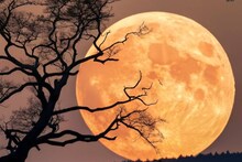 Last Supermoon in 2025: আজ সন্ধ্যায় সুপারমুন! ‘শীতল চন্দ্রের’ এই রূপ ফের দেখা যাবে ২০৪২ সালে! মিস করবেন না আজকের স্বর্গীয় দৃশ্য! জানুন আকাশে চোখ রাখার সেরা সময়!