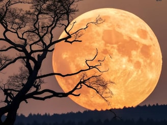 আজ সুপারমুন! চাঁদের এই রূপ ফের দেখা যাবে ২০৪২ সালে! জানুন স্বর্গীয় দৃশ্য দেখার সেরা সময়!