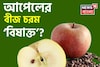 আপেলের বীজ নাকি চরম ‘বিষাক্ত’! পেটে গেলেই কি শরীরে ছড়িয়ে পড়ে বিষ, জানুন বিশেষজ্ঞের মত