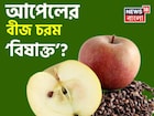 আপেলের বীজ নাকি চরম ‘বিষাক্ত’! পেটে গেলেই কি শরীরে ছড়িয়ে পড়ে বিষ, জানুন বিশেষজ্ঞের মত