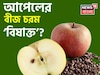 আপেলের বীজ নাকি চরম ‘বিষাক্ত’! পেটে গেলেই কি শরীরে ছড়িয়ে পড়ে বিষ, জানুন বিশেষজ্ঞের মত