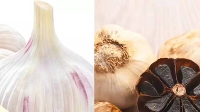 কালো রসুন কীভাবে তৈরি হয়? কালো রসুন রসুনের অন্য কোনও জাত নয়। এটি কেবল সাদা রসুন যা নিয়ন্ত্রিত পরিবেশে প্রায় ৬০ থেকে ৮০ ডিগ্রি সেলসিয়াসে কয়েক সপ্তাহ ধরে সংরক্ষণ করা হয়, এই সময় আর্দ্রতা বজায় রাখে। এটি একটি গাঁজন প্রক্রিয়ার মতো, যদিও কোনও ব্যাকটেরিয়া প্রবেশ করে না। এই প্রক্রিয়ার ফলে রসুনের প্রাকৃতিক শর্করা এবং অ্যামিনো অ্যাসিড একে অপরের সঙ্গে মেলার্ড বিক্রিয়া নামে একটি প্রক্রিয়ায় বিক্রিয়া করে, যার ফলে এর রঙ গাঢ় এবং স্বাদ হালকা এবং মিষ্টি হয়। এই প্রক্রিয়াটি রসুনের তীব্র গন্ধ, অ্যালিসিনকে উল্লেখযোগ্যভাবে পরিবর্তন করে এবং এটিকে আরও স্থিতিশীল অ্যান্টিঅক্সিডেন্ট দিয়ে প্রতিস্থাপন করে। এই কারণেই অনেকে কালো রসুনকে হজম করা সহজ বলে মনে করেন।