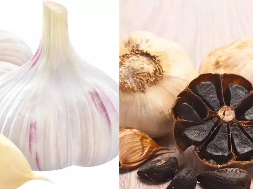 কালো রসুন কীভাবে তৈরি হয়? কালো রসুন রসুনের অন্য কোনও জাত নয়। এটি কেবল সাদা রসুন যা নিয়ন্ত্রিত পরিবেশে প্রায় ৬০ থেকে ৮০ ডিগ্রি সেলসিয়াসে কয়েক সপ্তাহ ধরে সংরক্ষণ করা হয়, এই সময় আর্দ্রতা বজায় রাখে। এটি একটি গাঁজন প্রক্রিয়ার মতো, যদিও কোনও ব্যাকটেরিয়া প্রবেশ করে না। এই প্রক্রিয়ার ফলে রসুনের প্রাকৃতিক শর্করা এবং অ্যামিনো অ্যাসিড একে অপরের সঙ্গে মেলার্ড বিক্রিয়া নামে একটি প্রক্রিয়ায় বিক্রিয়া করে, যার ফলে এর রঙ গাঢ় এবং স্বাদ হালকা এবং মিষ্টি হয়। এই প্রক্রিয়াটি রসুনের তীব্র গন্ধ, অ্যালিসিনকে উল্লেখযোগ্যভাবে পরিবর্তন করে এবং এটিকে আরও স্থিতিশীল অ্যান্টিঅক্সিডেন্ট দিয়ে প্রতিস্থাপন করে। এই কারণেই অনেকে কালো রসুনকে হজম করা সহজ বলে মনে করেন। কালো রসুন কীভাবে তৈরি হয়? কালো রসুন রসুনের অন্য কোনও জাত নয়। এটি কেবল সাদা রসুন যা নিয়ন্ত্রিত পরিবেশে প্রায় ৬০ থেকে ৮০ ডিগ্রি সেলসিয়াসে কয়েক সপ্তাহ ধরে সংরক্ষণ করা হয়, এই সময় আর্দ্রতা বজায় রাখে। এটি একটি গাঁজন প্রক্রিয়ার মতো, যদিও কোনও ব্যাকটেরিয়া প্রবেশ করে না। এই প্রক্রিয়ার ফলে রসুনের প্রাকৃতিক শর্করা এবং অ্যামিনো অ্যাসিড একে অপরের সঙ্গে মেলার্ড বিক্রিয়া নামে একটি প্রক্রিয়ায় বিক্রিয়া করে, যার ফলে এর রঙ গাঢ় এবং স্বাদ হালকা এবং মিষ্টি হয়। এই প্রক্রিয়াটি রসুনের তীব্র গন্ধ, অ্যালিসিনকে উল্লেখযোগ্যভাবে পরিবর্তন করে এবং এটিকে আরও স্থিতিশীল অ্যান্টিঅক্সিডেন্ট দিয়ে প্রতিস্থাপন করে। এই কারণেই অনেকে কালো রসুনকে হজম করা সহজ বলে মনে করেন।