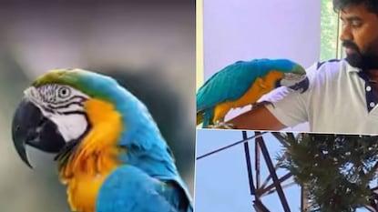 বিদ্যুৎস্পৃষ্ট হয়ে পাঁচিল থেকে ছিটকে পড়ে যান তিনি বিদ্যুৎস্পৃষ্ট হয়ে পাঁচিল থেকে ছিটকে পড়ে যান তিনি