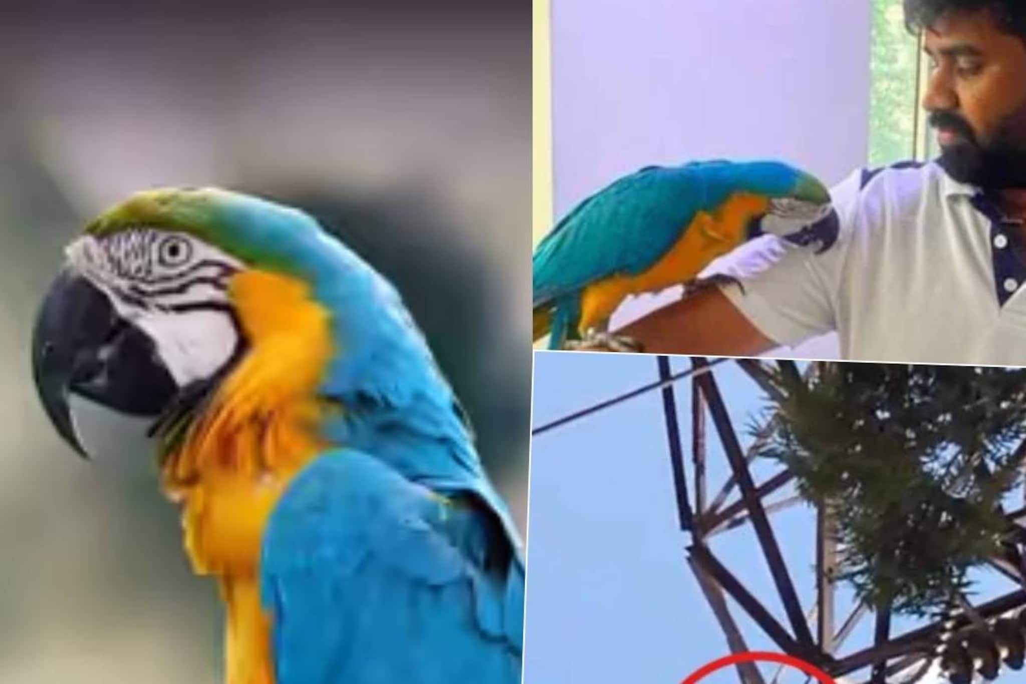 ২.৫ লক্ষ টাকা দামের পোষা ম্যাকাওকে বাড়িতে ফেরাতে গিয়ে বিদ্যুৎস্পৃষ্ট হয়ে মৃত্যু যুবকের ২.৫ লক্ষ টাকা দামের পোষা ম্যাকাওকে বাড়িতে ফেরাতে গিয়ে বিদ্যুৎস্পৃষ্ট হয়ে মৃত্যু যুবকের