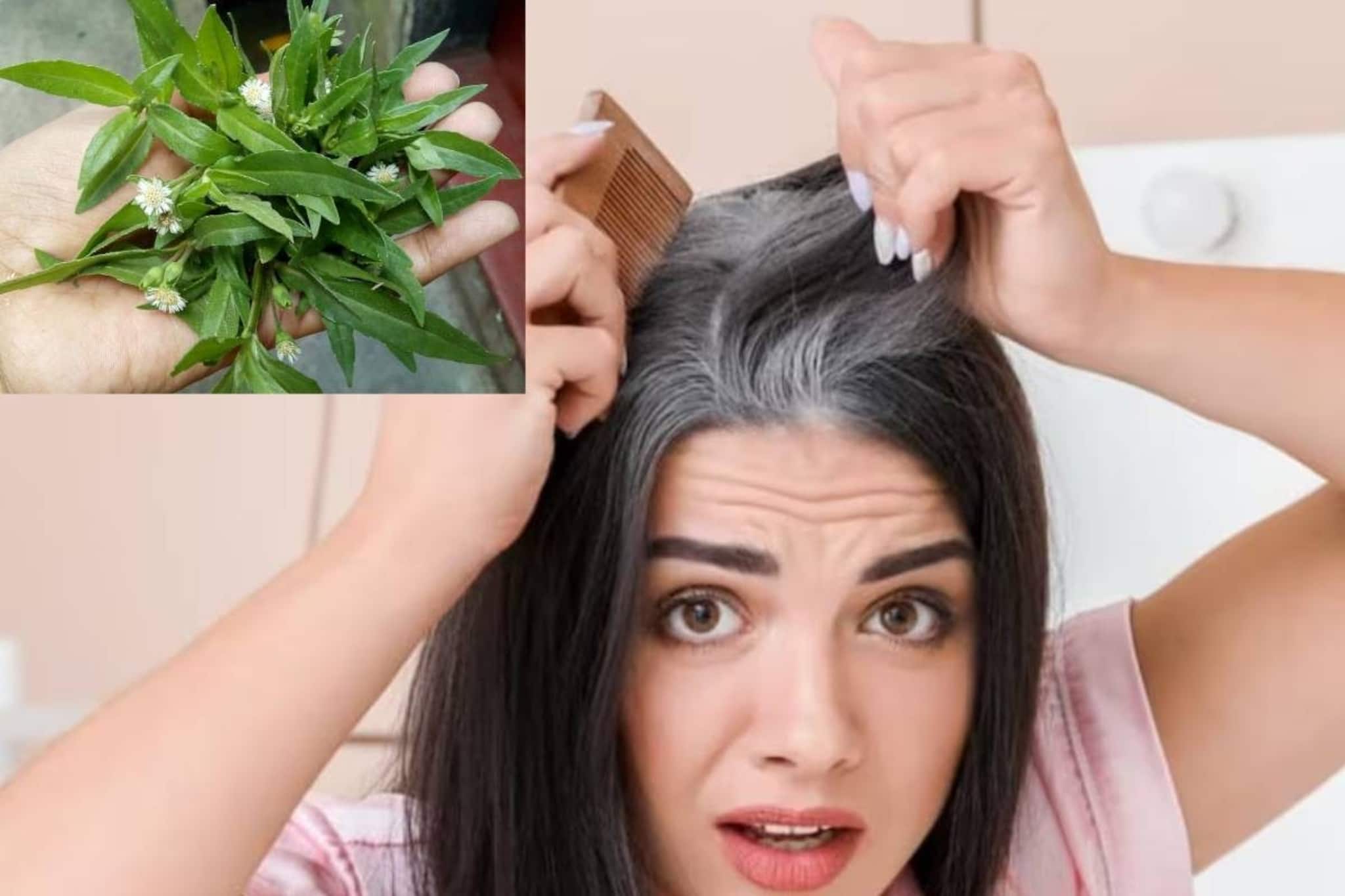 White Hair: গাদা গাদা টাকার কলপ-কালার-টনিকের ইনিংস শেষ! একমুঠো পাতার রসে বন্ধ অকালে চুল পাকা! খুশকি, চুল পড়ার সমস্যাও খতম!