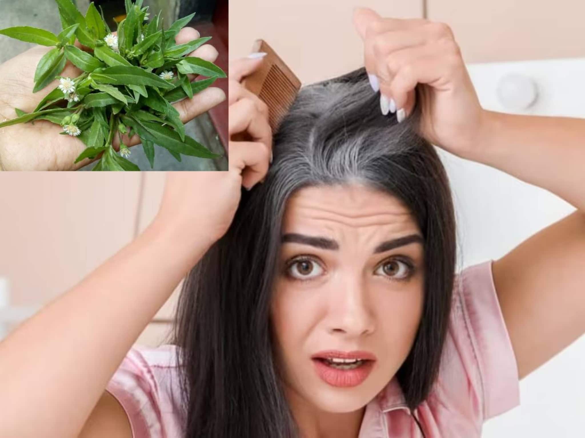 White Hair: গাদা গাদা টাকার কলপ-কালার-টনিকের ইনিংস শেষ! একমুঠো পাতার রসে বন্ধ অকালে চুল পাকা! খুশকি, চুল পড়ার সমস্যাও খতম!