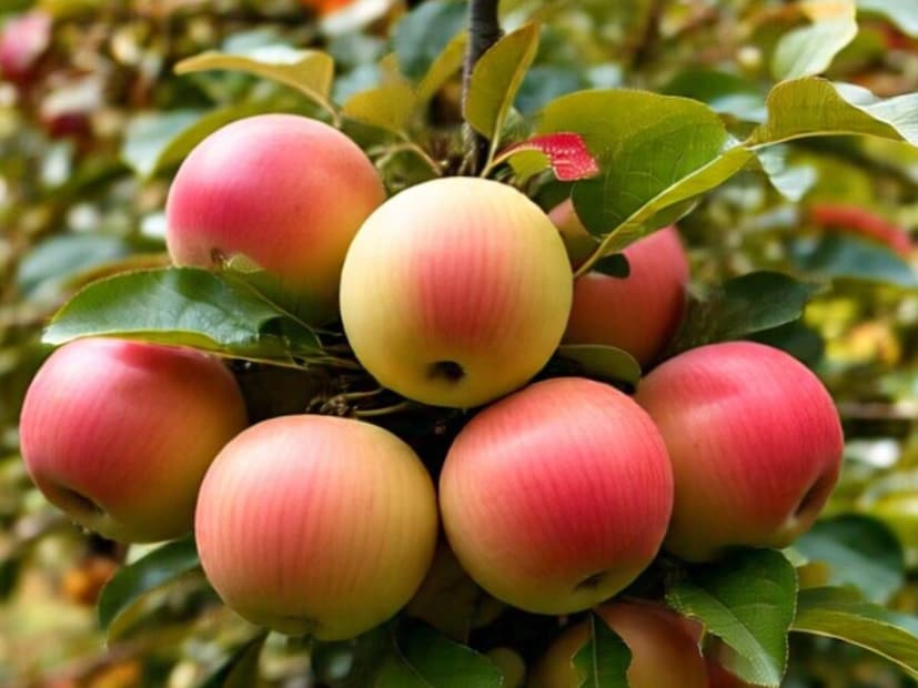 অঙ্কুরিত বীজ মাটিতে প্রায় আধ ইঞ্চি রোপণ করুন। হালকা করে মাটি ছিটিয়ে দিন এবং আপনার হাত দিয়ে হালকা করে চেপে দিন। শীতকালে, জল দেওয়ার প্রয়োজন হয় না। সপ্তাহে ২-৩ বার হালকা জল দেওয়া যথেষ্ট। মাটি আর্দ্র থাকে কিন্তু স্থির না থাকে তা নিশ্চিত করুন।