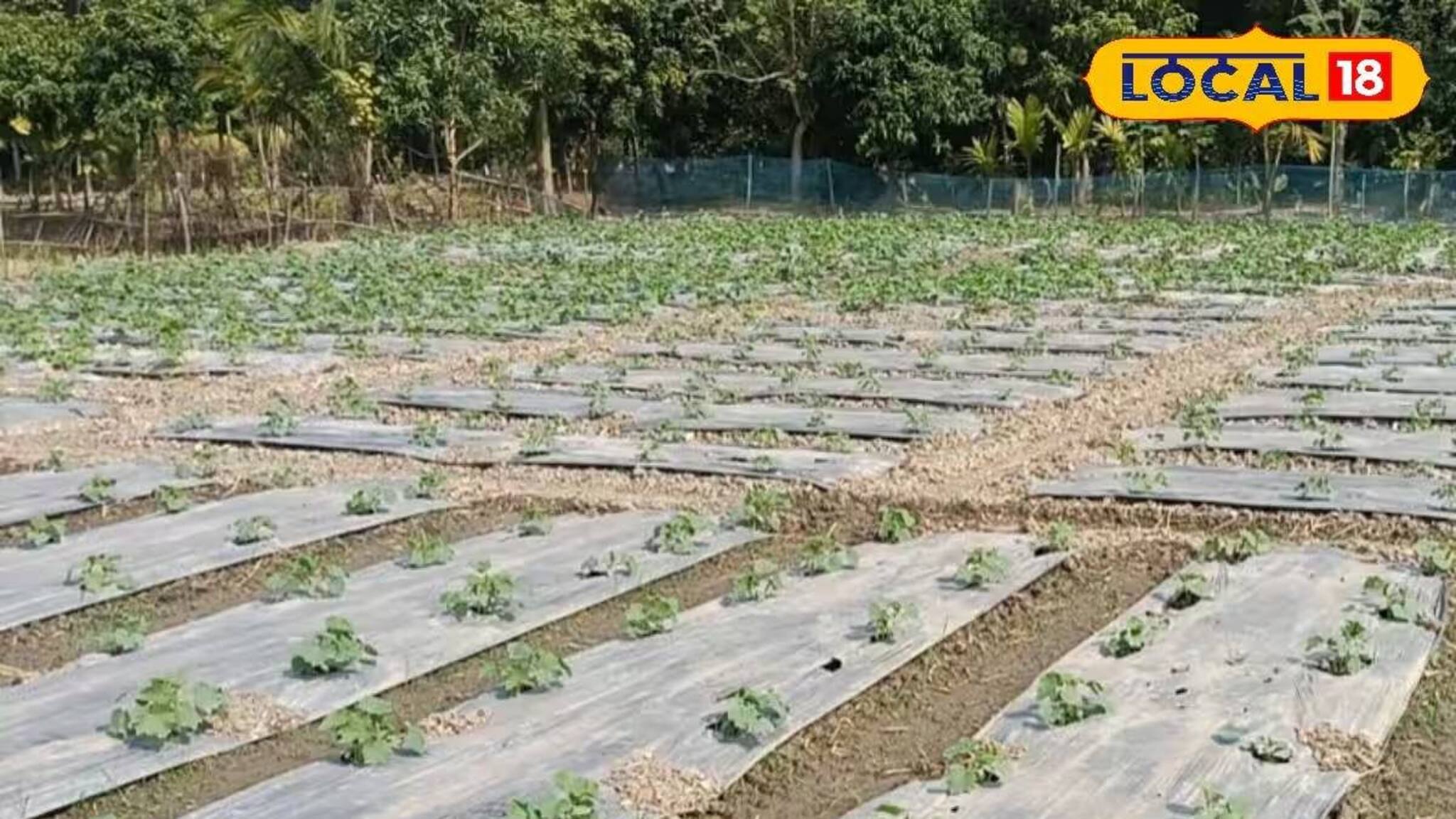 চাষের পদ্ধতি বদল করতেই ঘুরল ভাগ্যের চাকা! কয়েক গুণ বেশি লাভ করছেন মিনাখাঁর চাষিরা