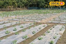 Agriculture News: চাষের পদ্ধতি বদল করতেই ঘুরল ভাগ্যের চাকা! নয়া উপায়ে খরচ কম, ফলন বেশি, কয়েক গুণ বেশি লাভ করছেন মিনাখাঁর চাষিরা