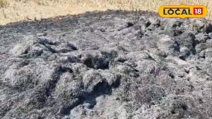 পুড়ে ছাই ধান পুড়ে ছাই ধান