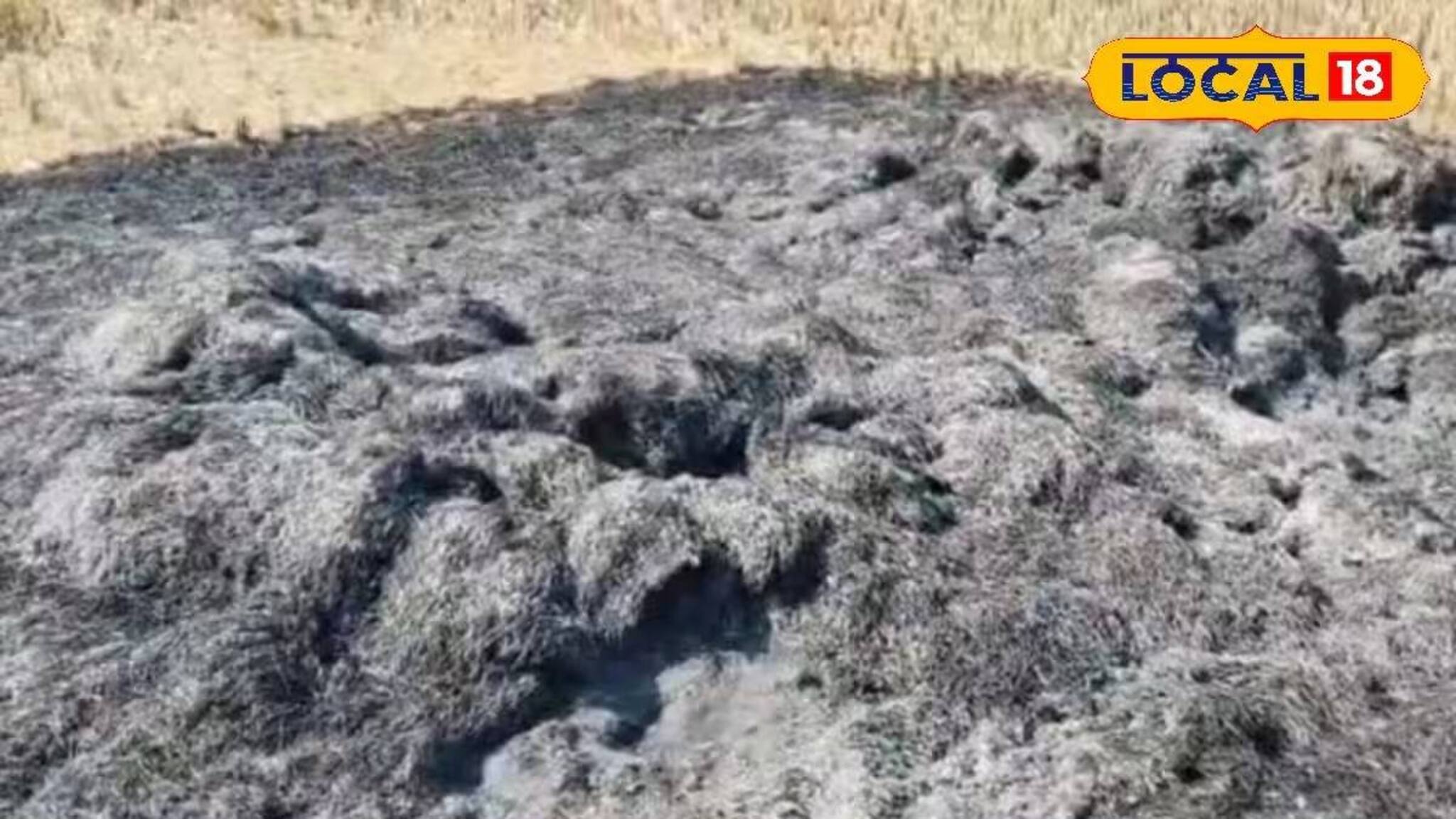 ধানের স্তূপে বিধ্বংসী আগুন! চক্রান্ত করে এক বিঘা জমির ফসল পুড়িয়ে দেওয়ার অভিযোগ