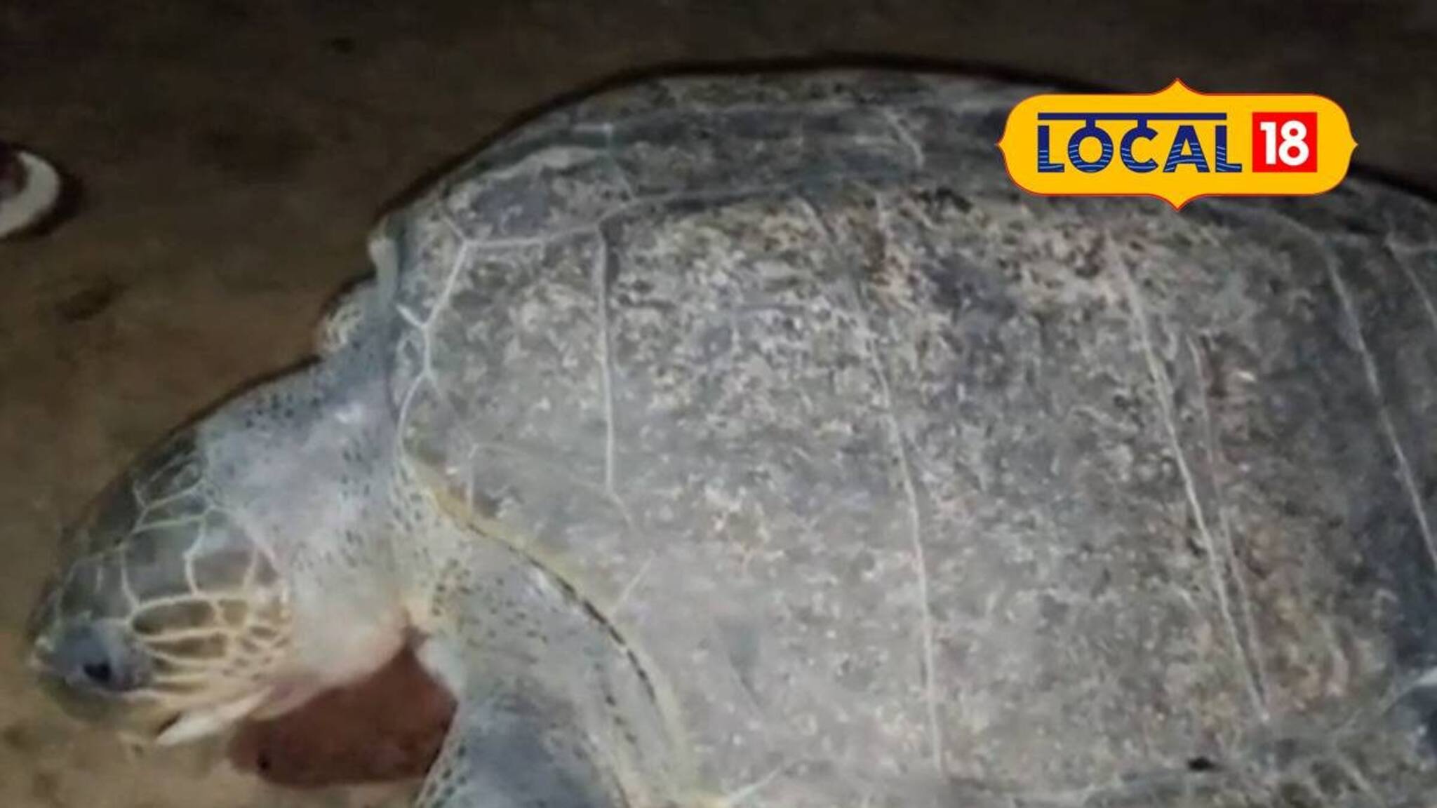 ওজন প্রায় ৪০ কেজি! সুন্দরবনের মৎসজীবীর জালে ধরা পড়ল দৈত্যাকার কচ্ছপ