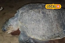 North 24 Parganas News: ওজন প্রায় ৪০ কেজি! সুন্দরবনের মৎসজীবীর জালে ধরা পড়ল দৈত্যাকার কচ্ছপ, বিরল প্রজাতির প্রাণী দেখতে উপচে পড়া ভিড়