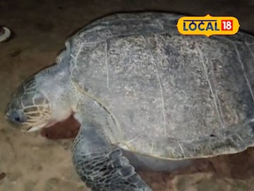 বিশালাকার সেই কচ্ছপ