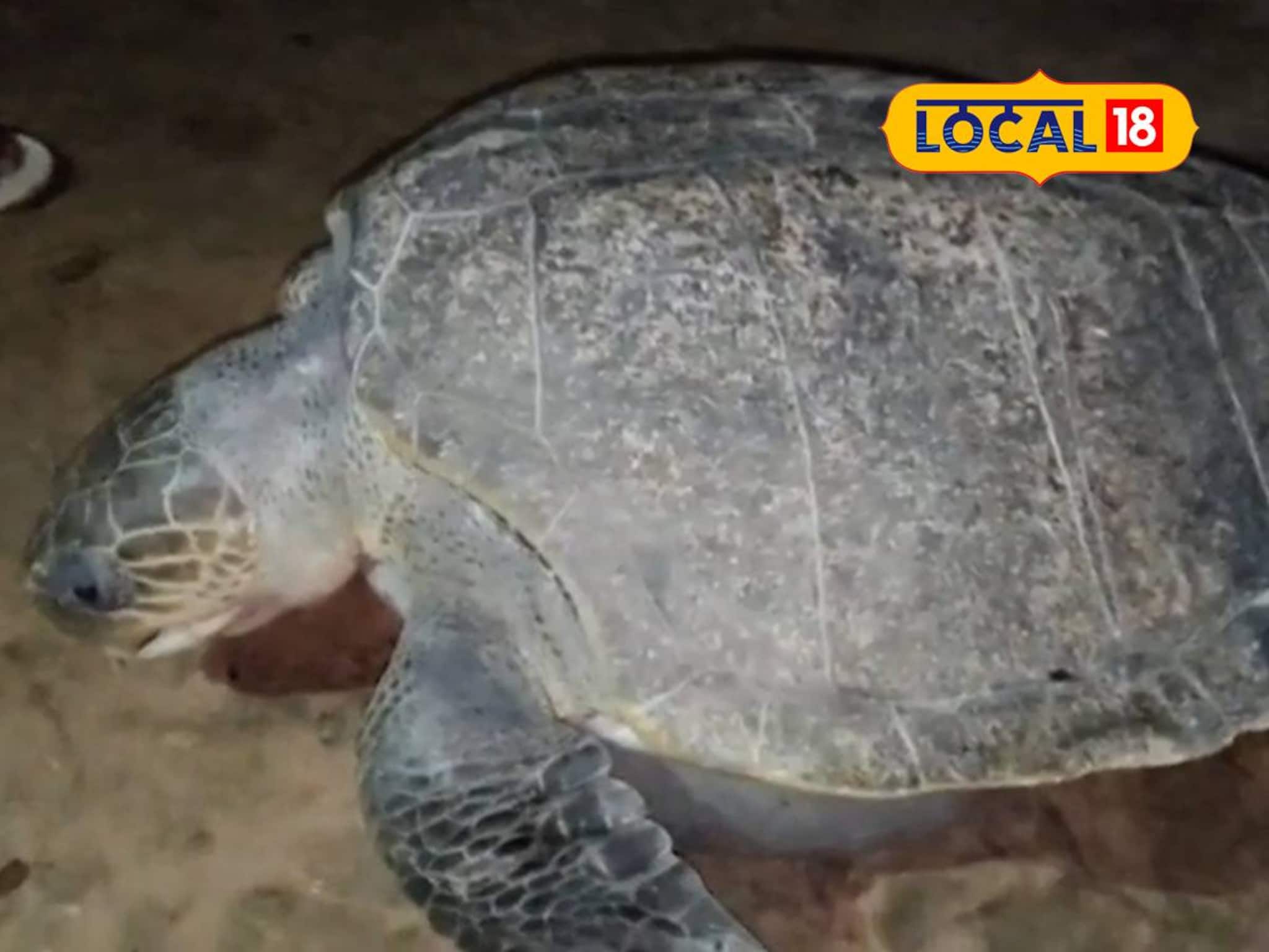 North 24 Parganas News: ওজন প্রায় ৪০ কেজি! সুন্দরবনের মৎসজীবীর জালে ধরা পড়ল দৈত্যাকার কচ্ছপ, বিরল প্রজাতির প্রাণী দেখতে উপচে পড়া ভিড়