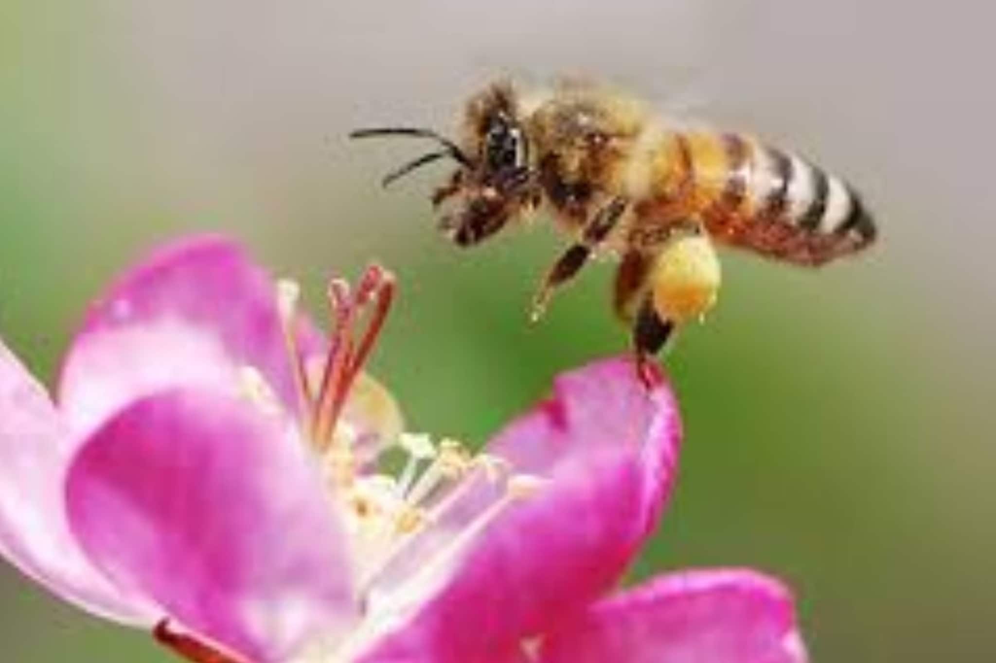 দ্রুত বংশববিস্তার করে জীবন ওষ্ঠাগত করে তোলে... নুন-লেবু দিয়েই হতে পারে কামাল