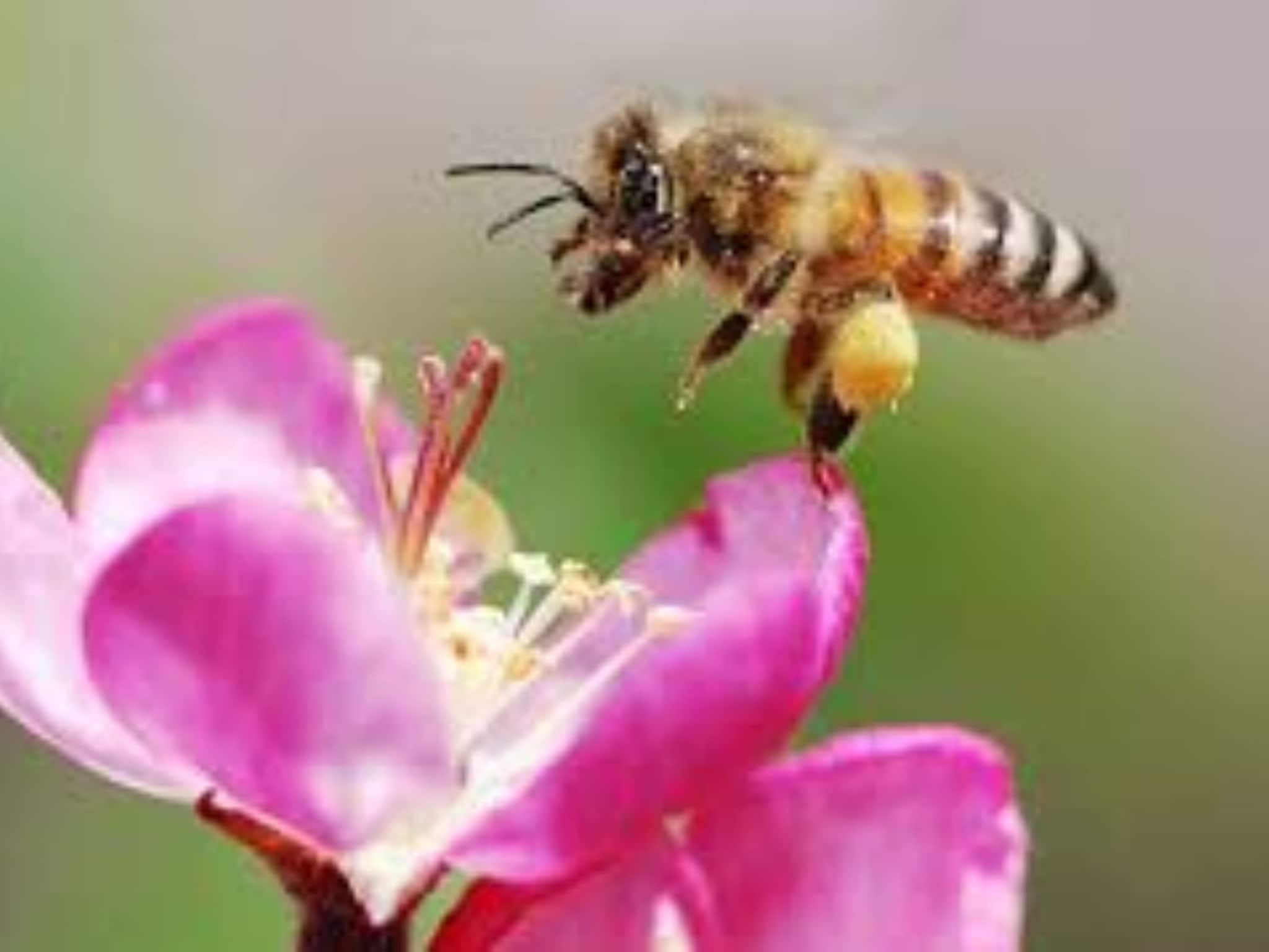 দ্রুত বংশববিস্তার করে জীবন ওষ্ঠাগত করে তোলে... নুন-লেবু দিয়েই হতে পারে কামাল