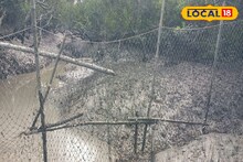 Sundarban Tiger: সুন্দরবনে বাঘের দৌরাত্ম্য কমছে! তবে পর্যটকদের দর্শন দিচ্ছে দক্ষিণরায়, পিছনের বড় কারণ সামনে আনল বন দফতর