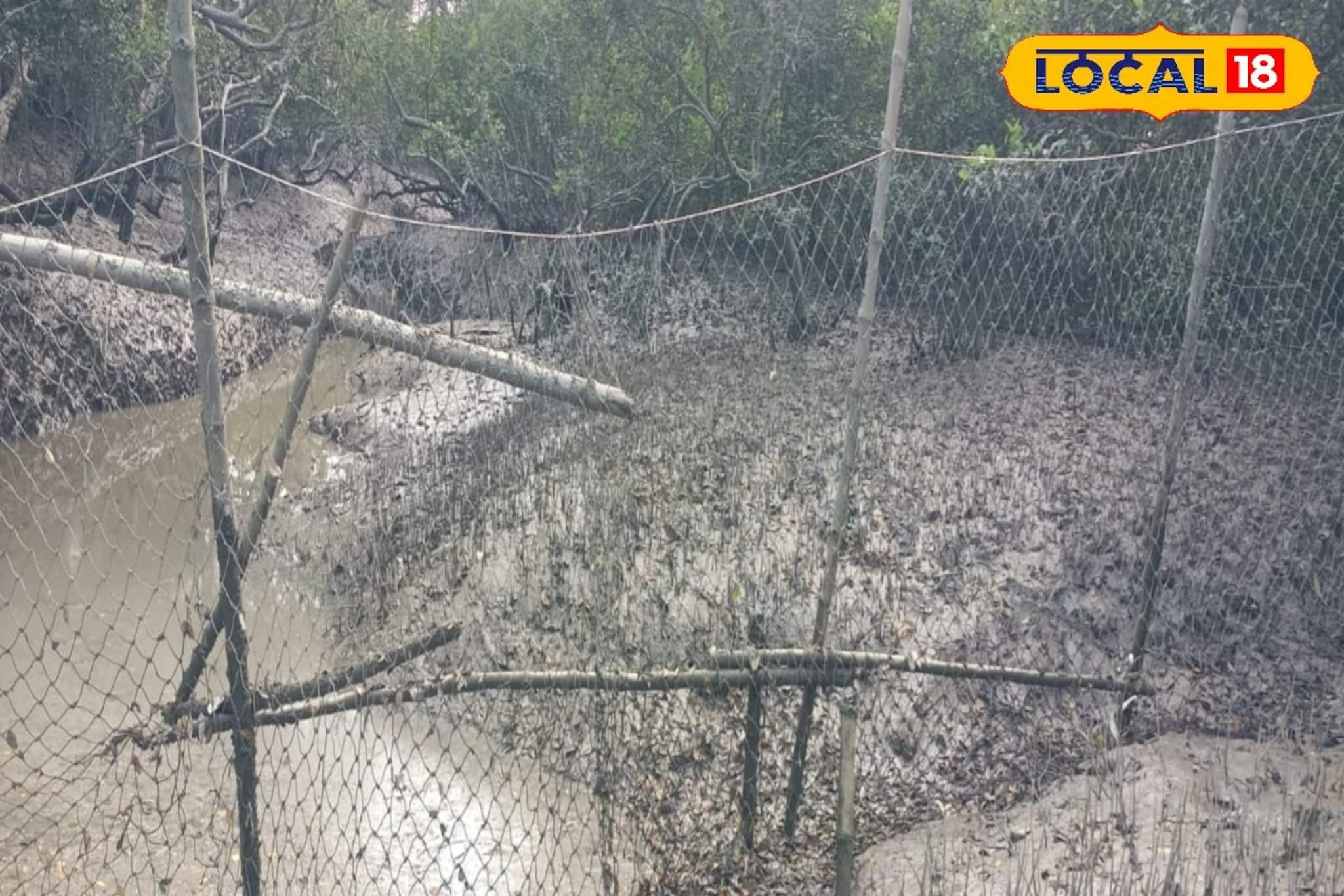 সুন্দরবনে বাঘের দৌরাত্ম্য কমছে! তবে পর্যটকদের দর্শন দিচ্ছে দক্ষিণরায়, পিছনে বড় কারণ