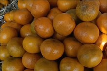 পিকনিকের মরশুম শুরু হতেই ভুটানের কমলালেবু সস্তায় মিলছে আলিপুরদুয়ারের জয়গাঁতে