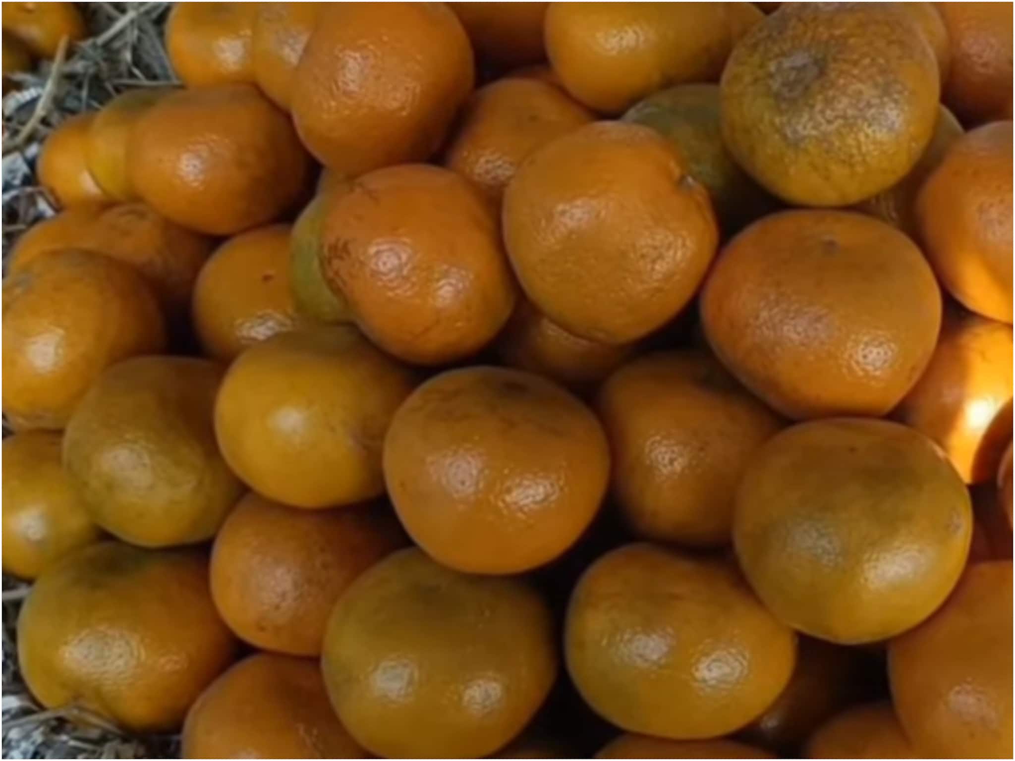 পিকনিকের মরশুম শুরু হতেই ভুটানের কমলালেবু সস্তায় মিলছে আলিপুরদুয়ারের জয়গাঁতে