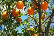 GI Tag: ৩ বছর পর মিলল স্বীকৃতি, 'জিআই' ট্যাগ পেল পাহাড়ি ম্যান্ডারিন কমলালেবু