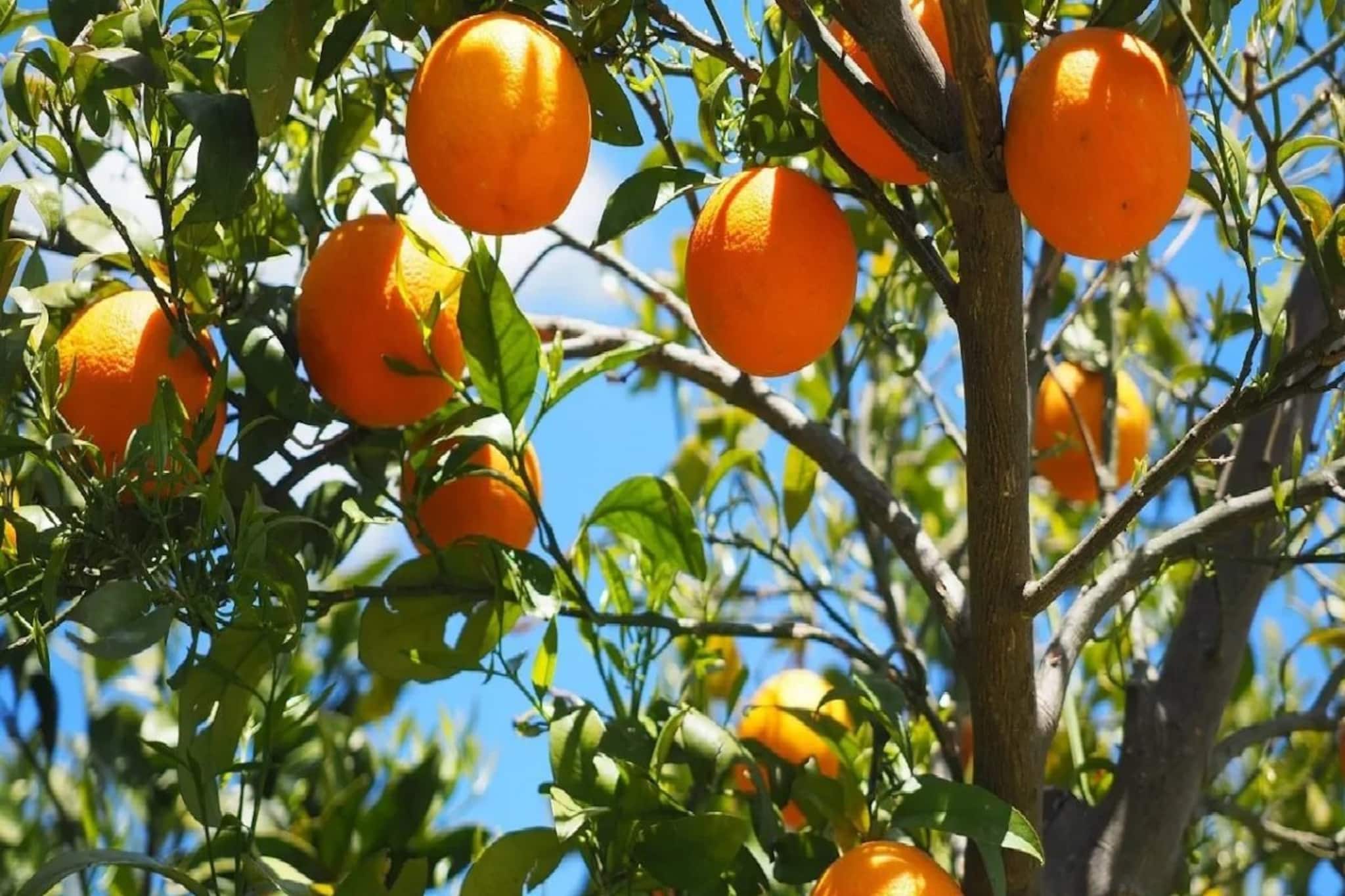 ৩ বছর পর মিলল স্বীকৃতি, 'জিআই' ট্যাগ পেল পাহাড়ি ম্যান্ডারিন কমলালেবু ৩ বছর পর মিলল স্বীকৃতি, 'জিআই' ট্যাগ পেল পাহাড়ি ম্যান্ডারিন কমলালেবু