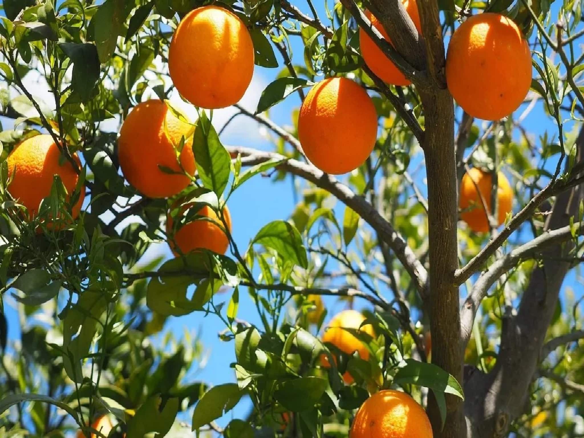 ৩ বছর পর মিলল স্বীকৃতি, 'জিআই' ট্যাগ পেল পাহাড়ি ম্যান্ডারিন কমলালেবু ৩ বছর পর মিলল স্বীকৃতি, 'জিআই' ট্যাগ পেল পাহাড়ি ম্যান্ডারিন কমলালেবু