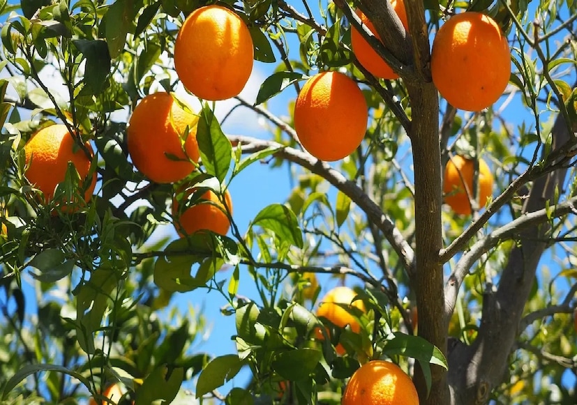 *যদি গাছ পর্যাপ্ত সূর্যালোক, নিয়মিত সার এবং সঠিক পরিচর্যা পায়, তাহলে একটি টবে রাখা কমলা বিখ্যাত নাগপুর কমলার মতোই সুস্বাদু এবং রসালো হতে পারে। রায়পুরে টবে রাখা ফলের গাছের প্রবণতা বৃদ্ধি পাচ্ছে এবং বিশেষজ্ঞরা বিশ্বাস করেন যে ভবিষ্যতে এই প্রবণতা আরও শক্তিশালী হবে। সংগৃহীত ছবি। 