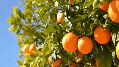 বাড়িতে ফলিয়ে নিন কমলালেবু 