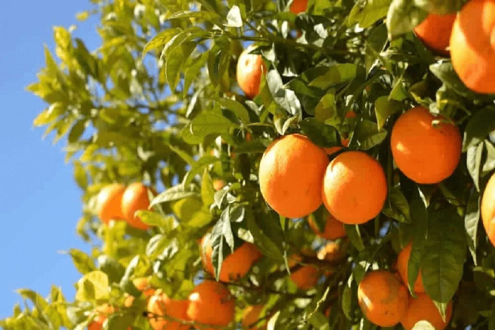 '২০ ইঞ্চি' ফর্মুলা মানুন, এই শীতে বাড়ির টবেই ফলান মিষ্টি কমলালেবু, জানুন বিশেষজ্ঞের ট্রিক